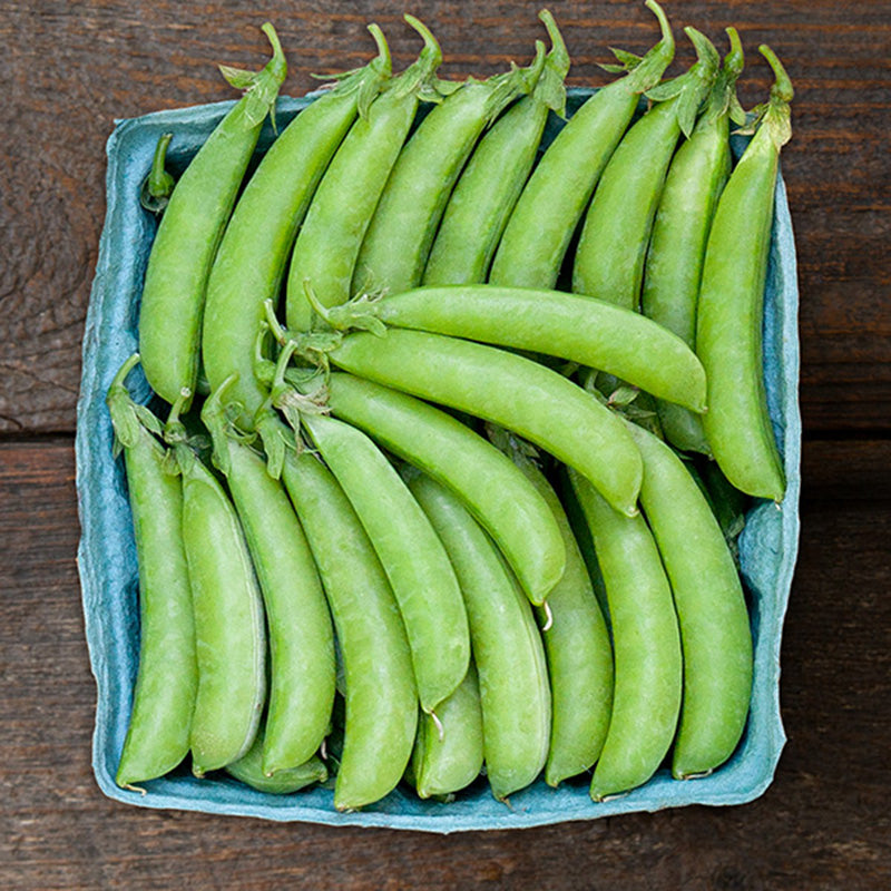 A small box of Sugar Ann Snap Pea pods, Full to the brim of vibrant green pods