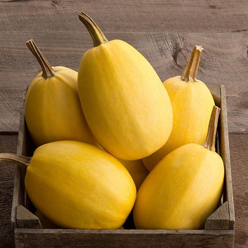 Winter Spaghetti Squash Seeds (Organic)
