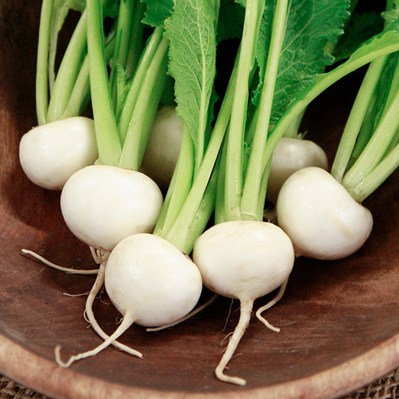 Shallow wooden bowl with pale white Tokyo Market Turnips 