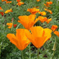 California Orange Poppy (Organic) - Grow Organic