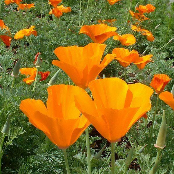 California Orange Poppy (Organic) - Grow Organic