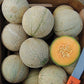 Organic Sivan Melon High Mowing Seeds