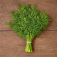Thalia Dill Seeds (Organic) High Mowing Seeds