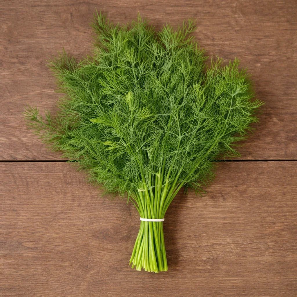 Thalia Dill Seeds (Organic) High Mowing Seeds