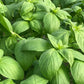 Organic Prospera DMR F1 Basil Seeds High Mowing Seeds