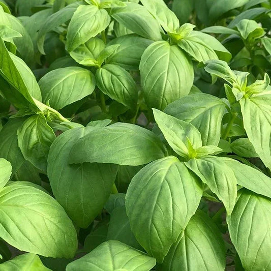 Organic Prospera DMR F1 Basil Seeds High Mowing Seeds