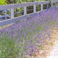 A walkway lined with english Lavender, bushes are green with purple blooms 