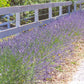 A walkway lined with english Lavender, bushes are green with purple blooms 