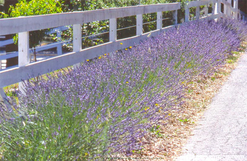 A walkway lined with english Lavender, bushes are green with purple blooms 