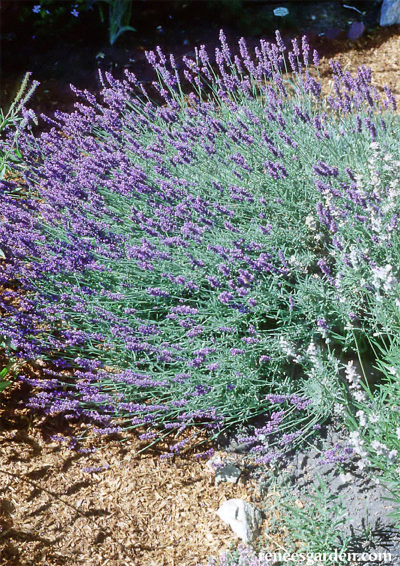 English Lavender bush thriving in soil, Many purple blooms are present 