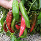 Live plant of NuMex Joe E Parker showcasing ripe peppers, vibrant reds and greens