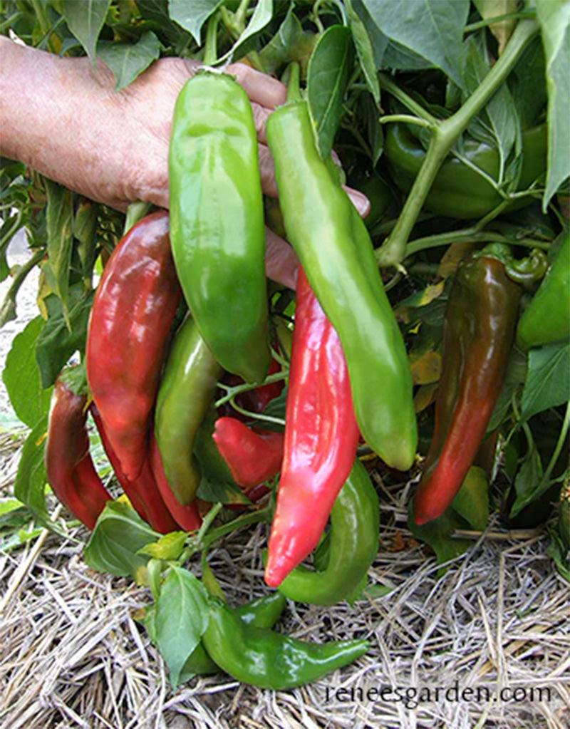 Live plant of NuMex Joe E Parker showcasing ripe peppers, vibrant reds and greens