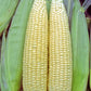 Harvested and Husked Early Corn Casino, Two husked ears resting on unhusked ears