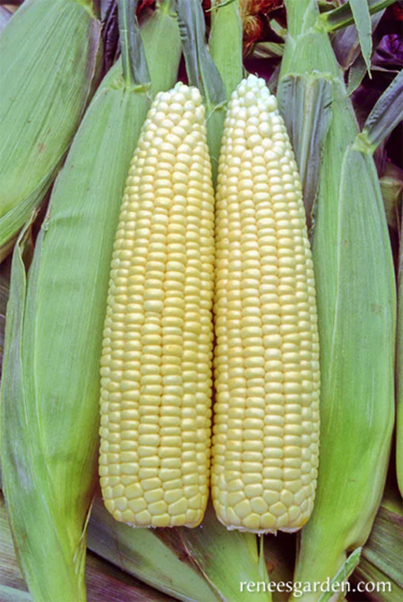 Harvested and Husked Early Corn Casino, Two husked ears resting on unhusked ears