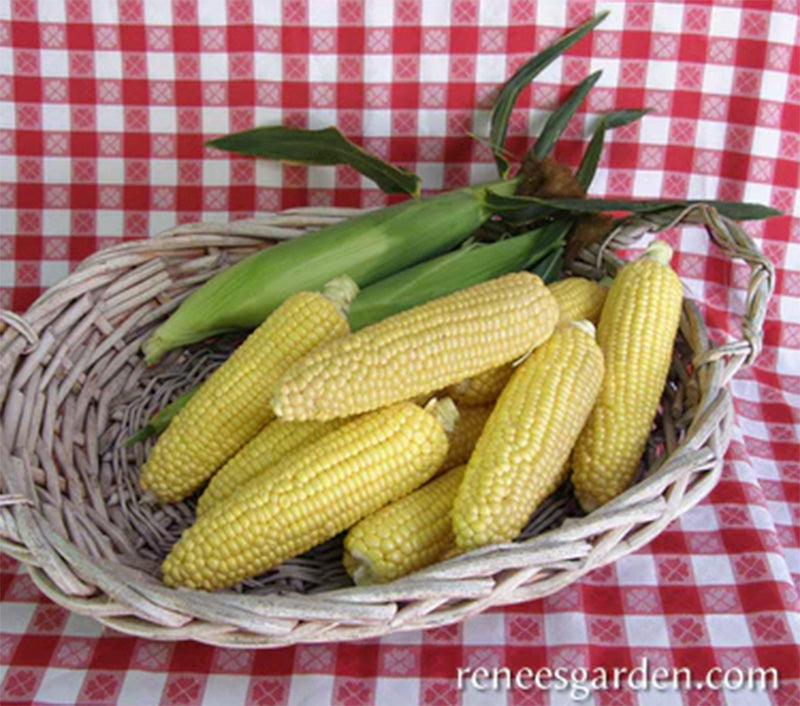 A basket full of Husked Early Corn Casino resting on a red picnic blanket