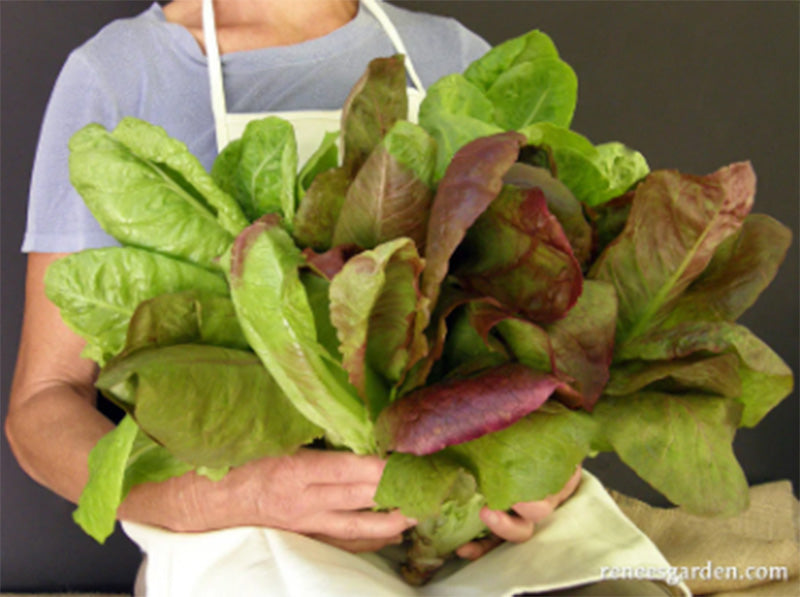 A large handful of Red and Greens Romaine 