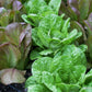 Red and Green Romaines growing in soil