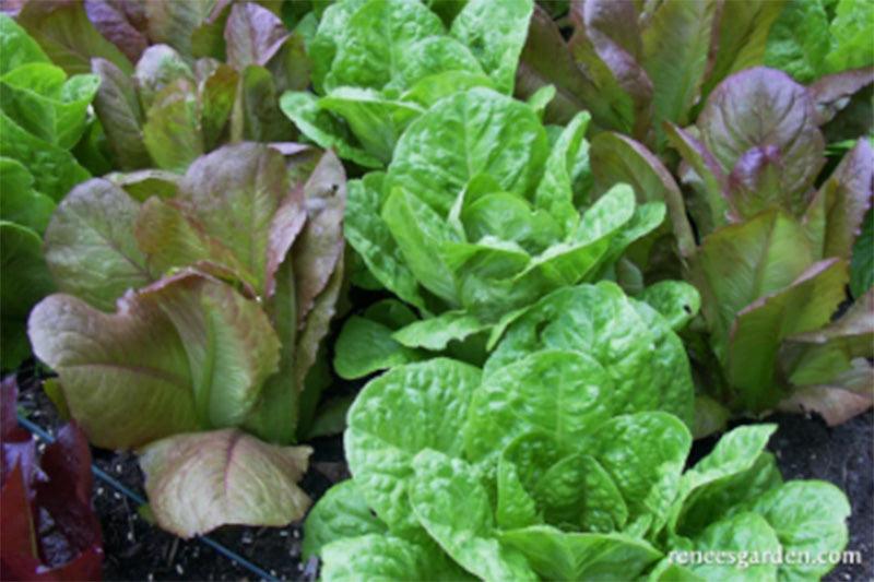 Red and Green Romaines growing in soil