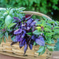 A basket full of harvested Scented Basil Trio, The middle is a deep purple basil, surrounded by green basil's