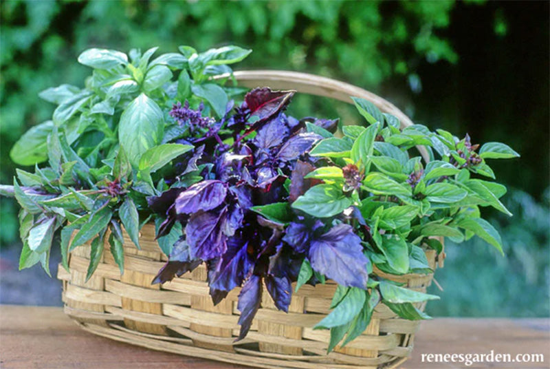 A basket full of harvested Scented Basil Trio, The middle is a deep purple basil, surrounded by green basil's