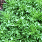 Signature Salad Glory Frisee growing in soil, leafy bunches of bright greens 