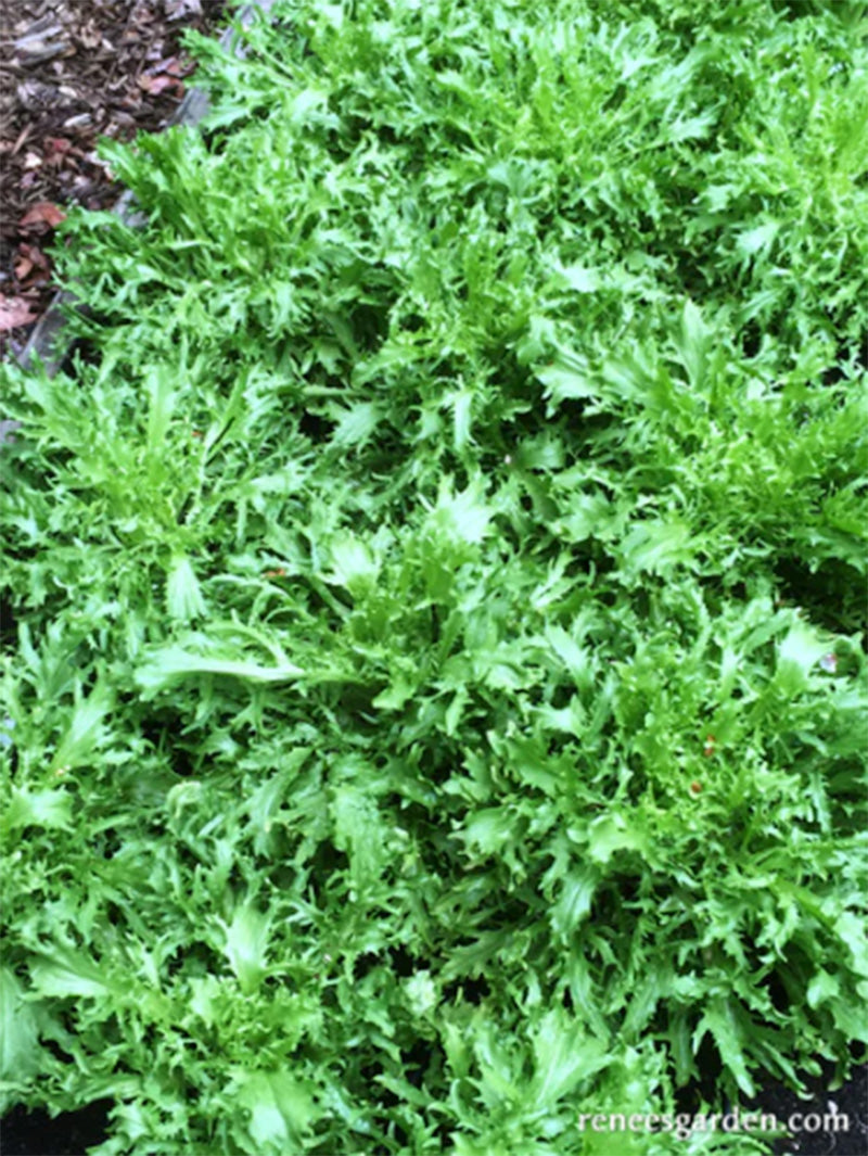Signature Salad Glory Frisee growing in soil, leafy bunches of bright greens 