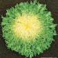 A flattened out head of Salad Glory Frisee , the base of the head is yellow, and eases into a vibrant green 