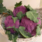 A basket full of Purple Crush Cauliflower, Green leaves accentuating purple cauliflower harvest