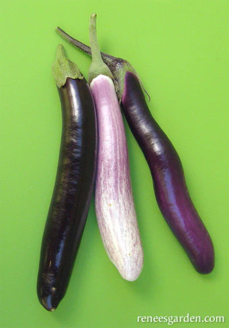 Purple, White, and pink elongated eggplants 