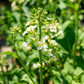 Gai Lan/Chinese Broccoli Early Jade plant growing and blooming with white flowers 