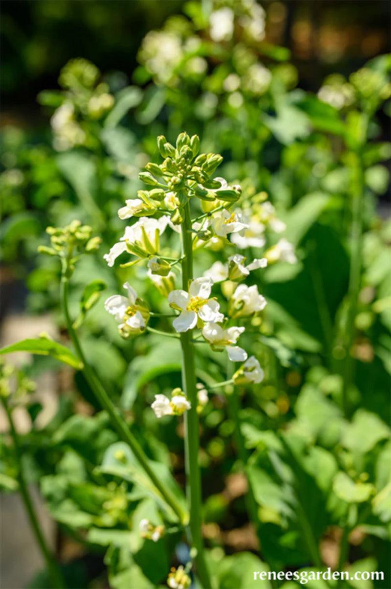 Gai Lan/Chinese Broccoli Early Jade plant growing and blooming with white flowers 