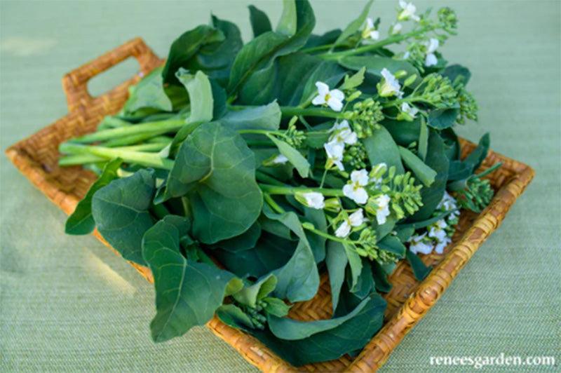 Picture of harvested and presented Gai Lan/ Chinese Broccoli Early Jade, resting on a woven tray 