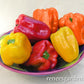 Jewel Toned Crimson, Gold, & Orange Bell Pepper Seed Mix Renee's Garden