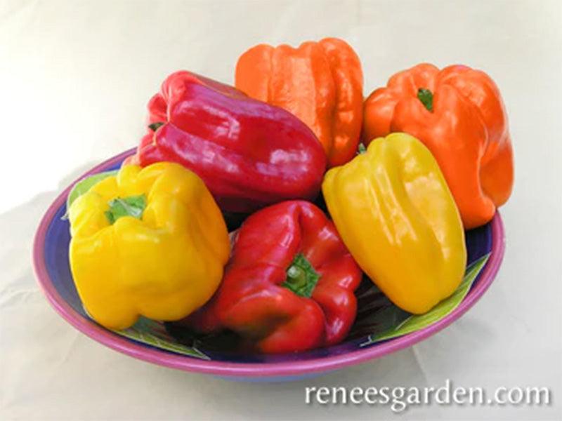 A bowl full of Jewel-Toned Bell Peppers, Yellow, Red and orange peppers are shown 