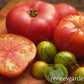 Assorted different colors of Rainbows End tomatoes, Green and red shown 