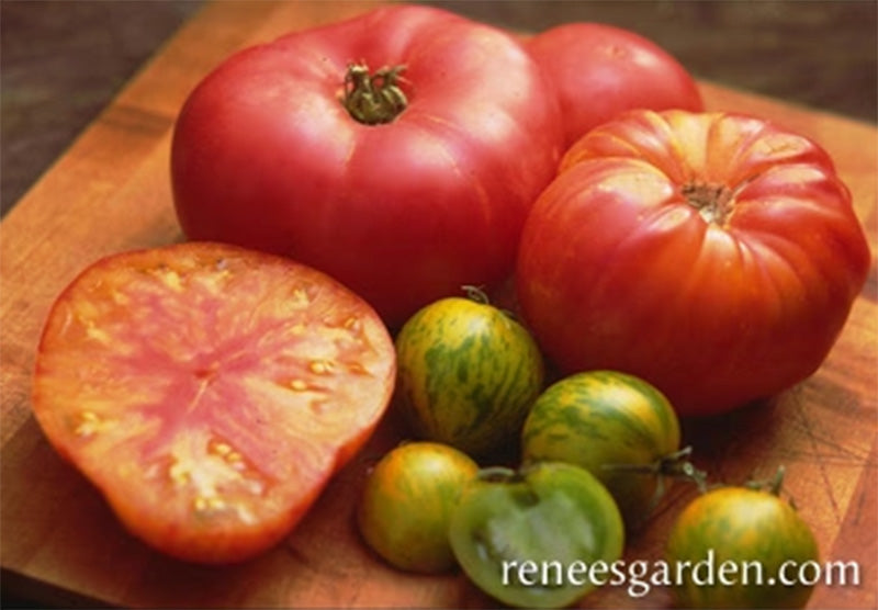 Assorted different colors of Rainbows End tomatoes, Green and red shown 