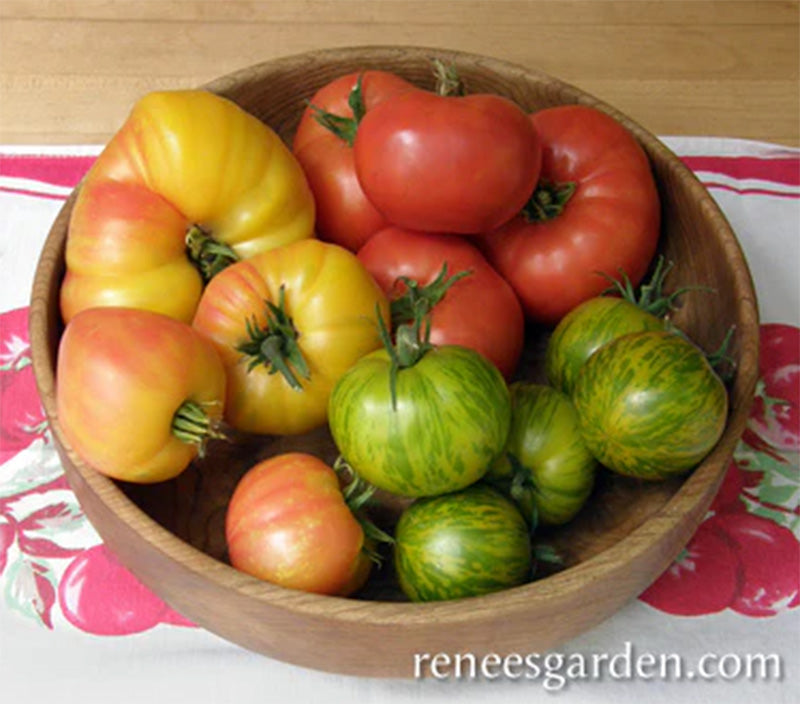 A basket full of Rainbows end Heirloom Tomatoes, Red, yellow and striped green tomatoes shown