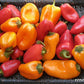 A basket full of Baby Belle peppers Orange and red peppers resting on a woven tray 