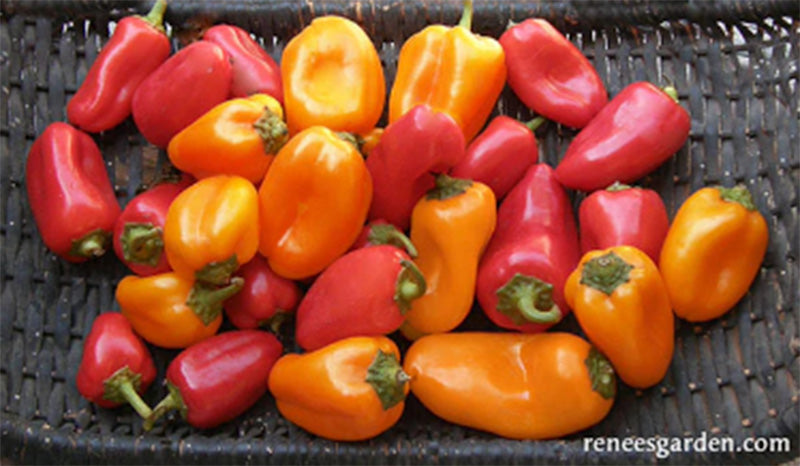A basket full of Baby Belle peppers Orange and red peppers resting on a woven tray 