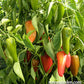 A live growing Baby Belle plant, displaying orange yellow and red peppers 