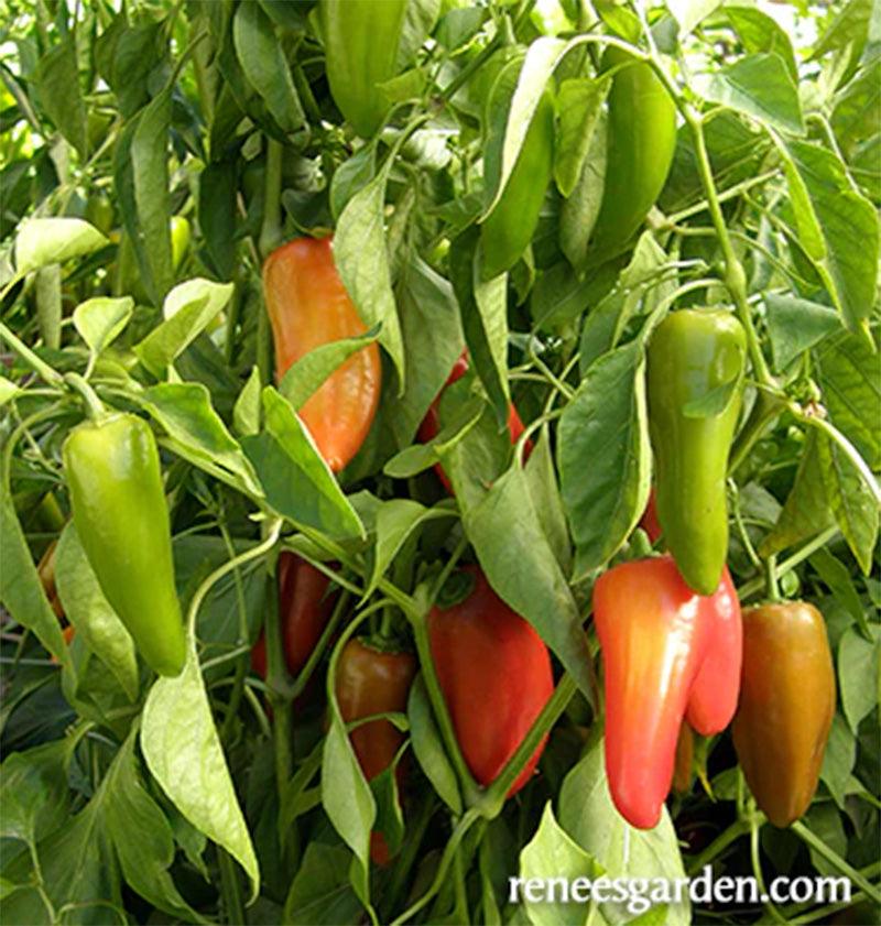 A live growing Baby Belle plant, displaying orange yellow and red peppers 