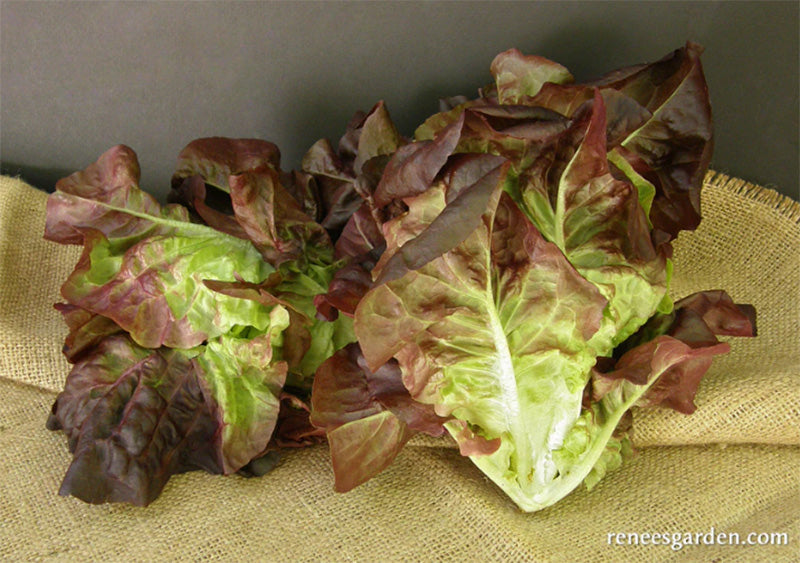 Two Heads of Ruby Gem baby romaine lettuce, Green bases that blend into maroon tips 