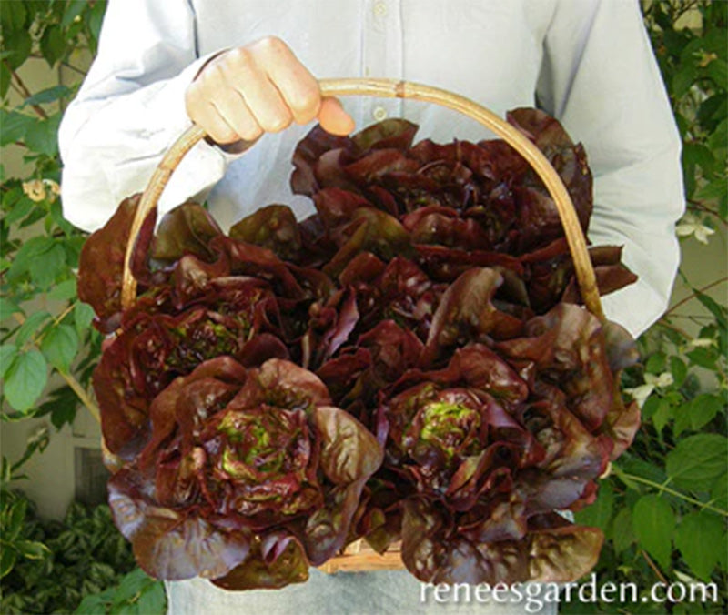 A basket full of Ruby Gem baby romaine lettuce, a deep marron romaine lettuce is displayed on a basket 