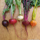 Five assorted colors of rainbow beets, Purple, Red, White, Maroon, and orange beets displayed 