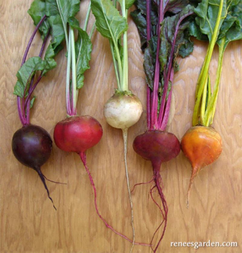 Five assorted colors of rainbow beets, Purple, Red, White, Maroon, and orange beets displayed 