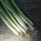 Evergreen Scallion Art Pack