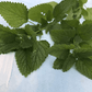 Lemon Balm Art Pack