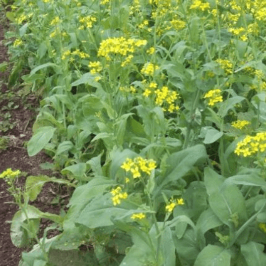 Tendergreen Komatsuna Art Pack Certified Organ - Grow Organicic