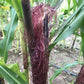 A stalk of Double Red Corn with maroon hairs exploding out of the ear 