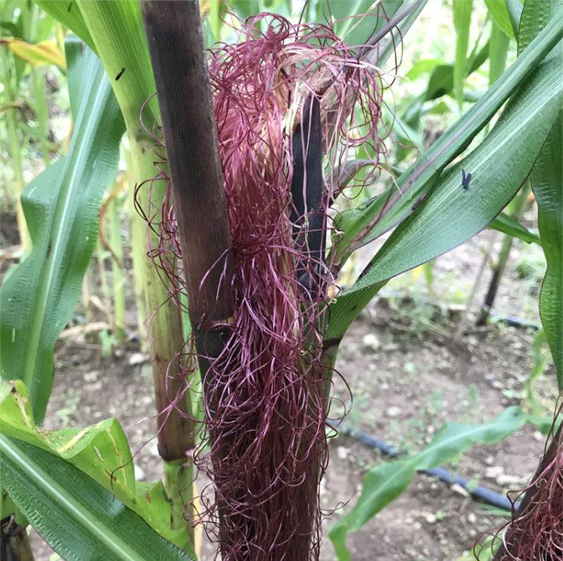 A stalk of Double Red Corn with maroon hairs exploding out of the ear 